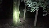 [ツイキャス] 超怖い心霊 神奈川県 泉の森